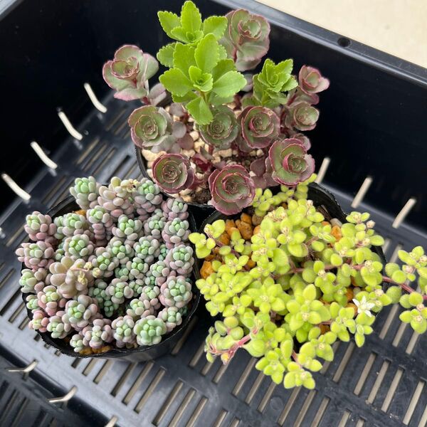 多肉植物 セダム パープルヘイズ ドラゴンズブラッド タケシメンシス ブロウメアナ 抜き苗セット