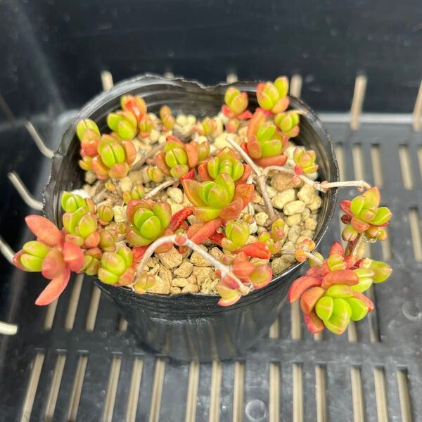 多肉植物 ヌビゲナム 抜き苗