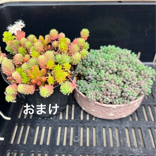 多肉植物 パープルヘイズ リメ缶ごと ミックスセダムおまけです!