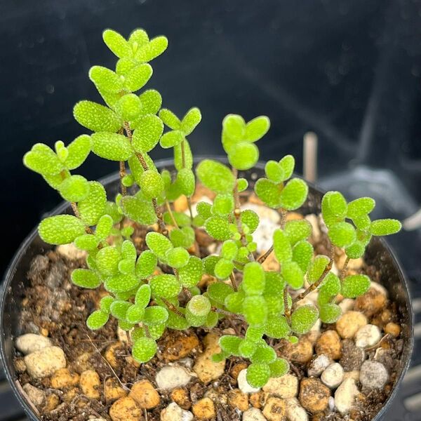 多肉植物 ドロサンテマム グロボーサム 抜き苗