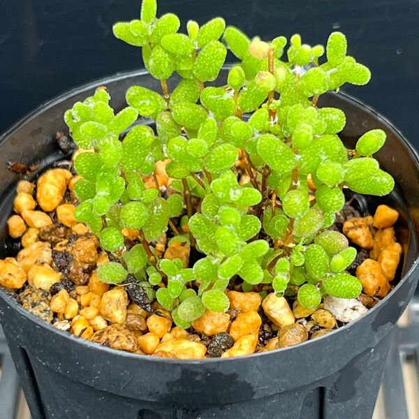 多肉植物 ドロサンテマム グロボーサム カット苗