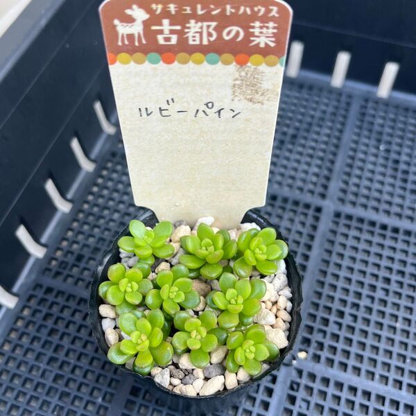 多肉植物 セダム ルビーパイン カット苗 古都の葉さん苗 札無し