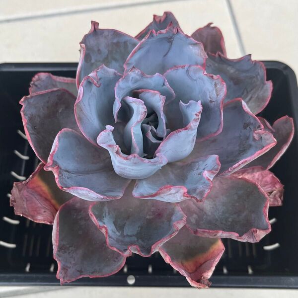 多肉植物 アフターグロー 抜き苗 大型エケベリア