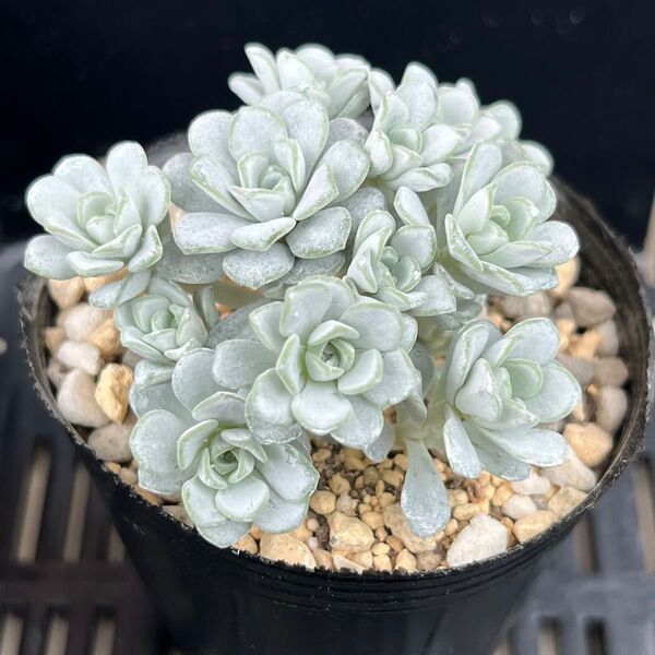 多肉植物 白雪ミセバヤ カット苗