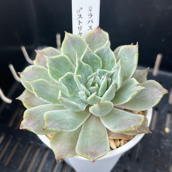 多肉植物 ラパス×ストリクチフローラノヴァ モンスト抜き苗