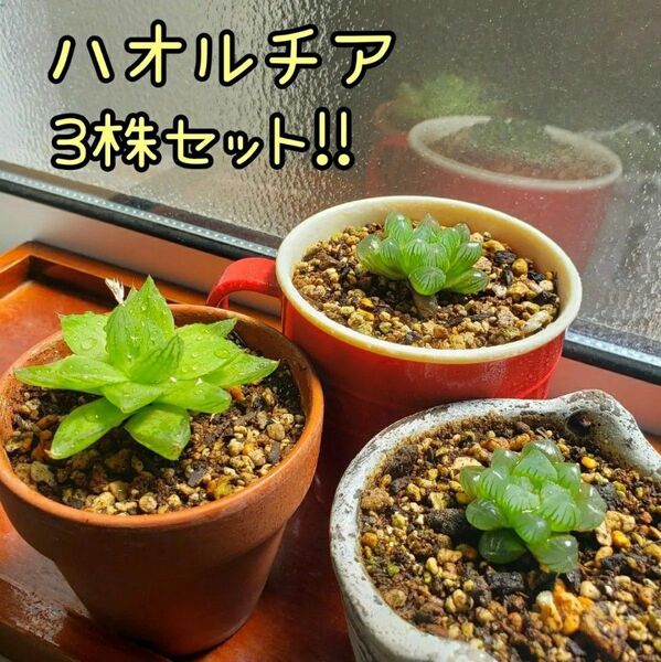 ハオルチア 3株セットオブツーサ 2株 京の華1株子株付き 多肉植物 抜き苗 おうち時間 匿名発送