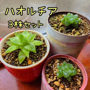 ハオルチア 3株セット オブツーサ 2株 京の華1株子株付き 多肉植物 抜き苗 おうち時間 匿名発送 【22】