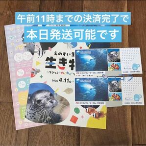 新江ノ島水族館 ご招待券 チケット 水族館 2枚 おまけ えのすい 招待券
