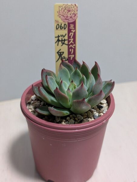 多肉植物 おらいさん苗 ミックスベリア 桜鬼 060 札、鉢はつきません