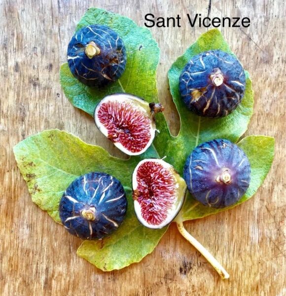 イチジク 苗木 FDM Sant Vicenze 一点限り