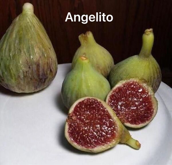 イチジク苗木 Angelito