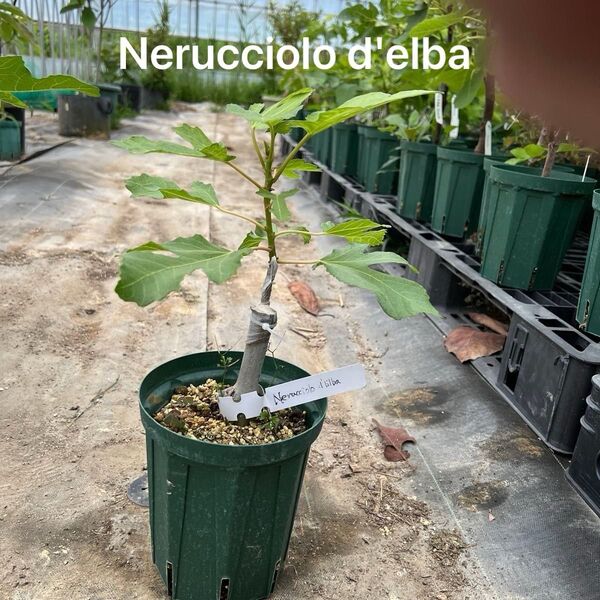 イチジク苗木 Nerucciolo d'elba