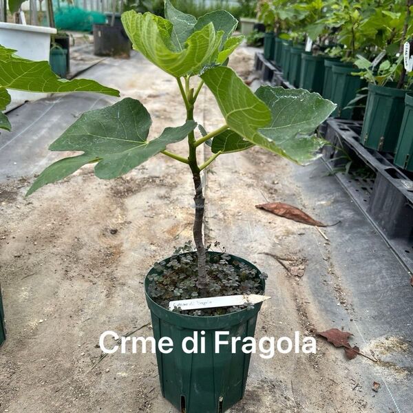 イチジク苗木 Creme di Fragola