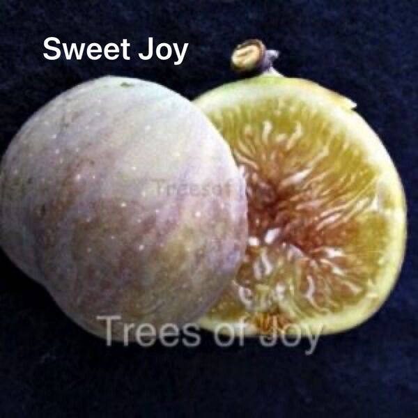 イチジク苗木 Sweet Joy