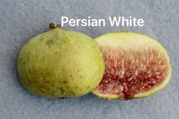 イチジク苗木 Persian White 一鉢限定