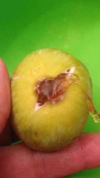 イチジク苗木 Passolone fig