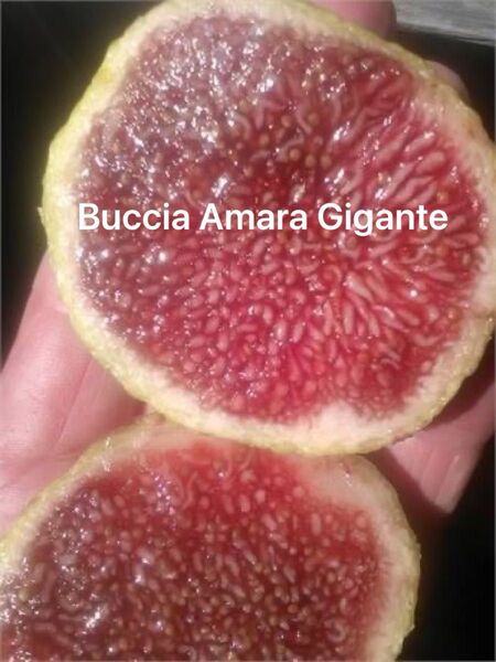 イチジク 苗木 Buccia Amara Gigante