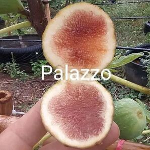 イチジク苗木 Pallazzo