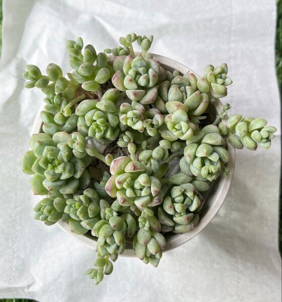 多肉植物 キャラメルエルフ 抜き苗