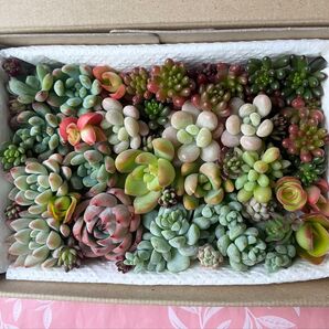 多肉植物 カット苗セット② 詰め合わせ 寄せ植え