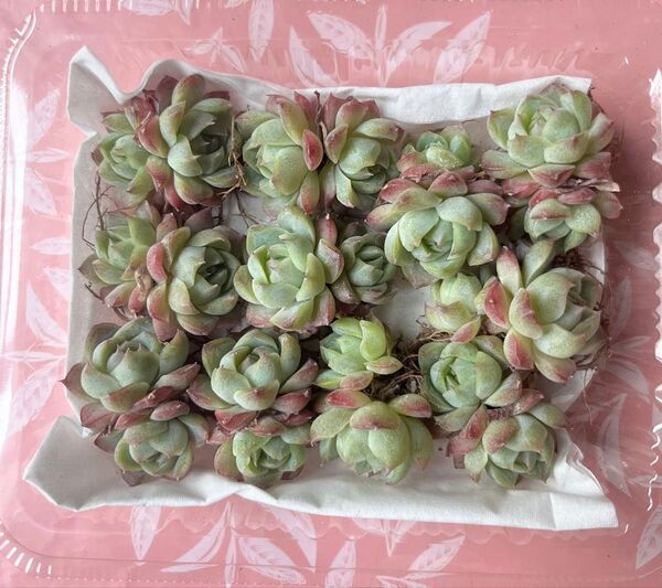 多肉植物 ローズフェアリー 双頭 抜き苗