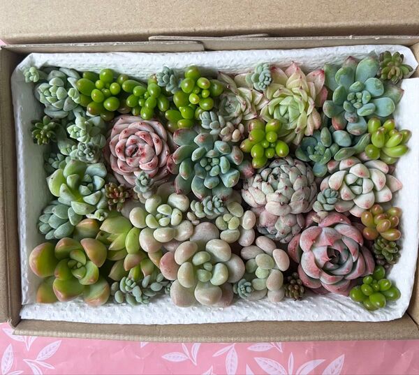 多肉植物 カット苗セット① 詰め合わせ 寄せ植え