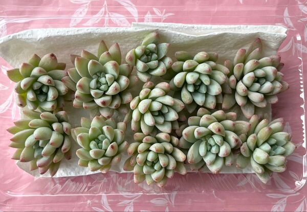 多肉植物 樹氷 カット苗