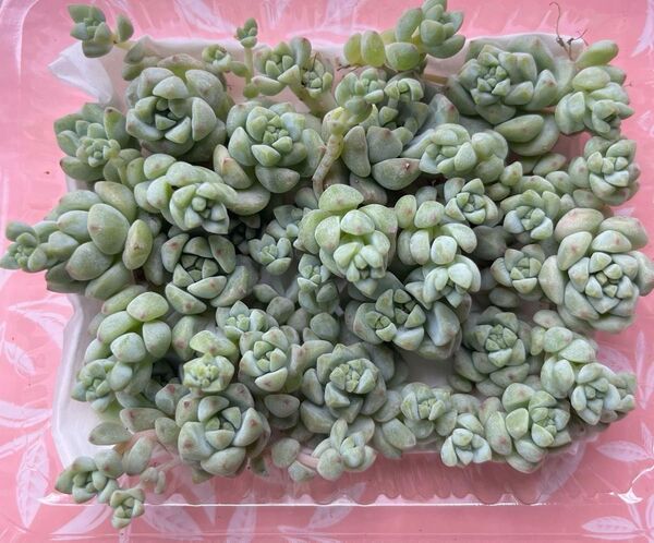 多肉植物 キャラメルの妖精 カット苗
