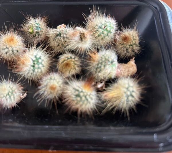 多肉植物 金晃丸 キンコウマル サボテン 赤ちゃん