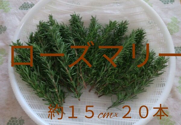 無農薬ローズマリー ( カット枝20本摘みたて後発送)