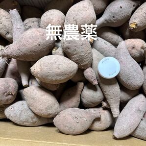 とても小さな安納芋 農家直送 箱込みおおよそ5キロ