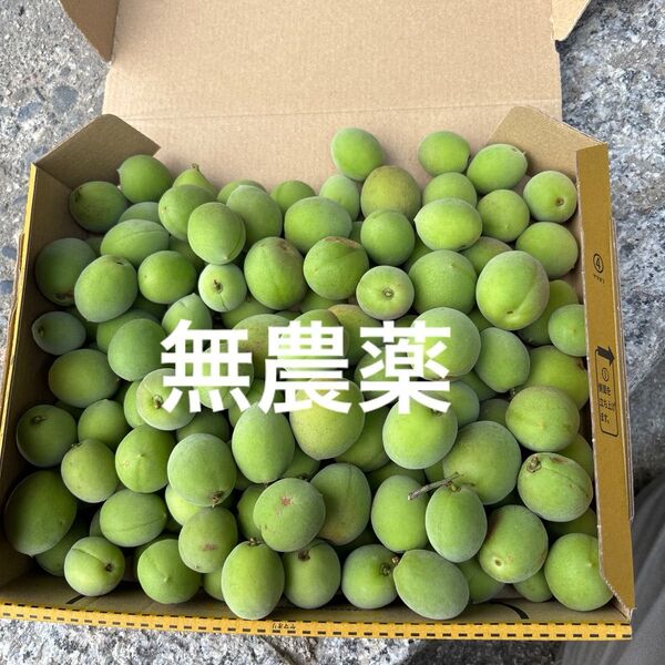 もぎたて青梅 コンパクト箱いっぱい 無農薬