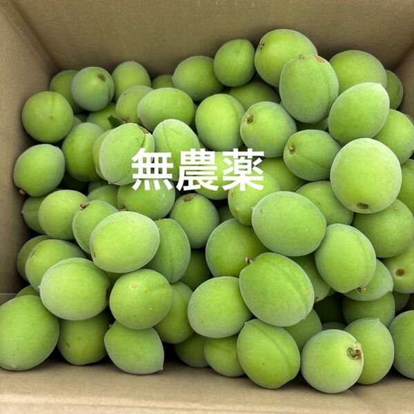 もぎたて青梅無農薬 箱込みおおよそ5キロ