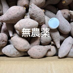 とても小さな安納芋 農家直送 箱込みおおよそ5キロ