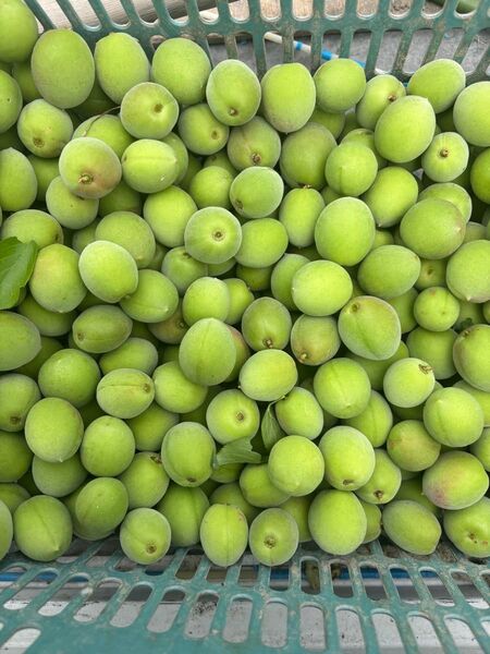 もぎたて 青梅 無農薬 箱込みおおよそ5キロ