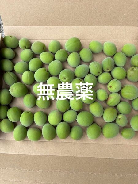 もぎたて青梅無農薬 箱込みおおよそ1キロ