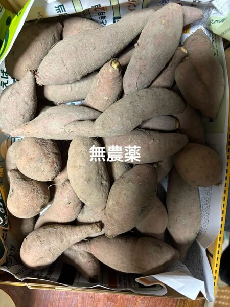 自然なままの安納芋 コンパクト箱に入るだけ 農家直送