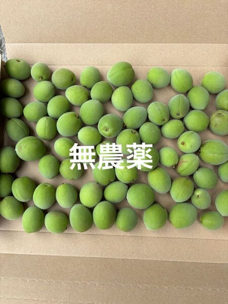 もぎたて青梅箱込みおおよそ1キロ 無農薬
