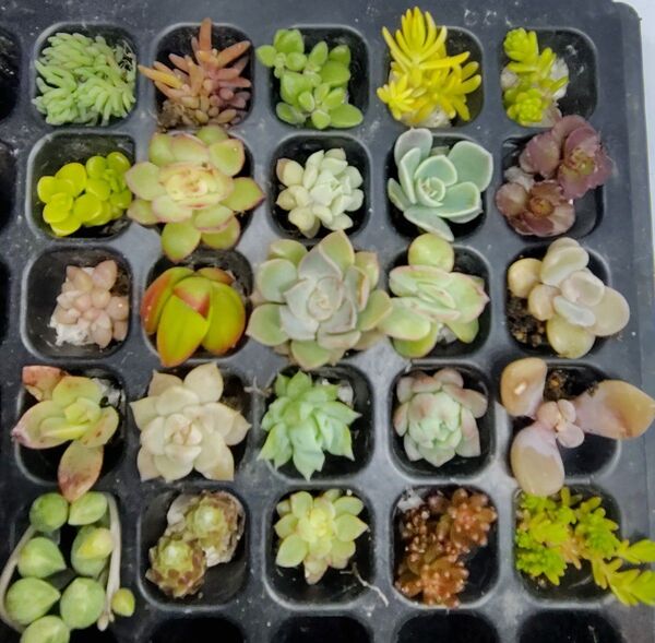 多肉植物 25種セットB