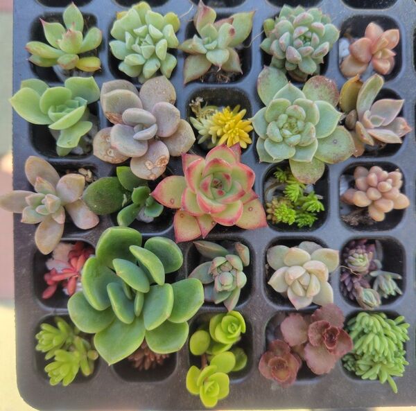 多肉植物 25種セットB