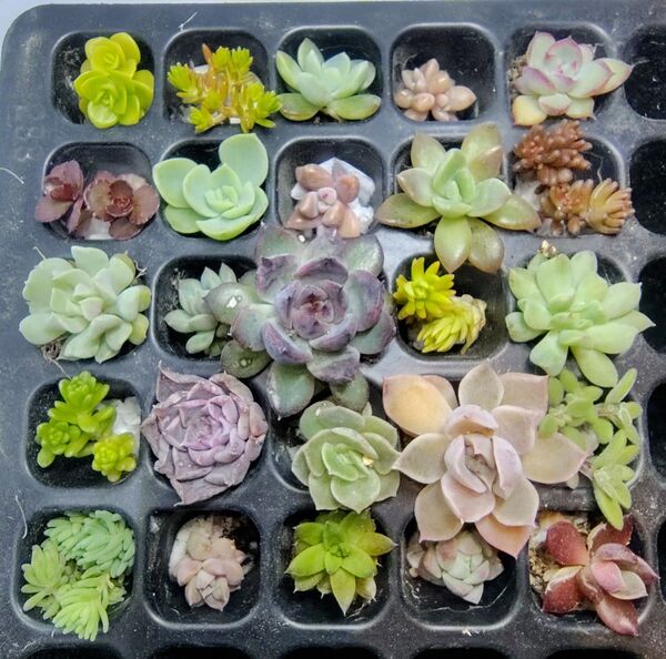 多肉植物 25種セットE