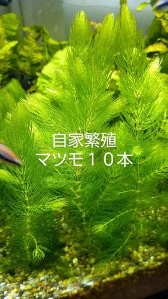 【無農薬】 自家繁殖マツモ10本 【室内水槽育成】