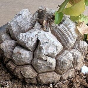 アフリカ 亀甲竜 Dioscorea elephantipes コーデックス
