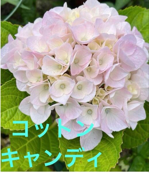 紫陽花 挿し穂 2本 コットンキャンディ 枝