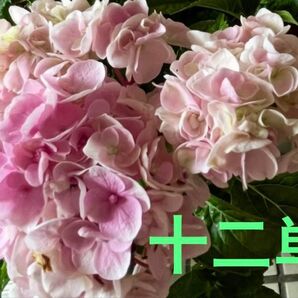 紫陽花 挿し穂 2本 十二単 枝