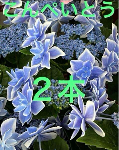 紫陽花 挿し穂 2本 こんぺいとう 枝