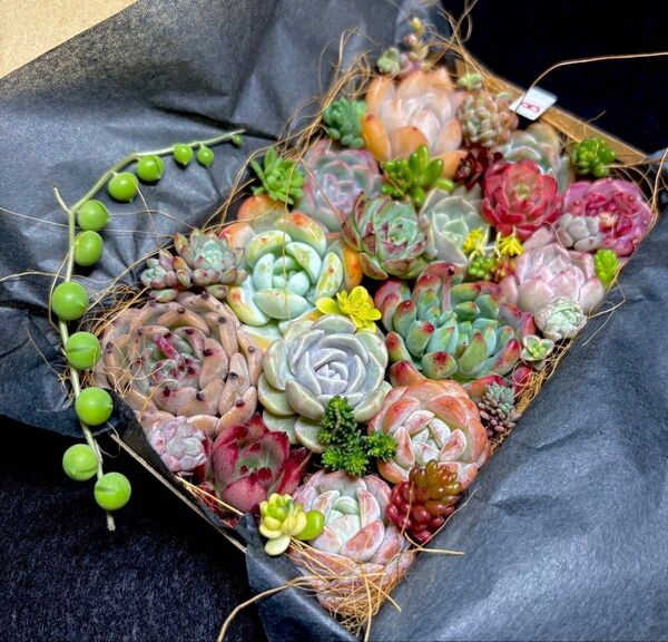 気まぐれセール!全部名前付き!多肉植物★エケベリア等20個とセダムたっぷりカット苗詰め合わせセットB★高級・人気品種入り★韓国苗★