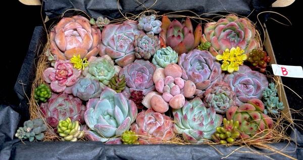 気まぐれセール!全部名前付き!多肉植物★エケベリア等20個とセダムたっぷりカット苗詰め合わせセットB★レア・人気品種入り★韓国苗★