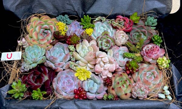 気まぐれセール!全部名前付き!多肉植物★エケベリア等18個とセダムたっぷりカット苗詰め合わせセットU★レア・人気品種入り★韓国苗★