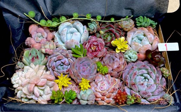 気まぐれセール!全部名前付き!多肉植物★エケベリア等18個とセダムたっぷりカット苗詰め合わせセット①★高級・人気品種入り★韓国苗★